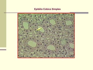 Epitélio Cúbico Simples
 