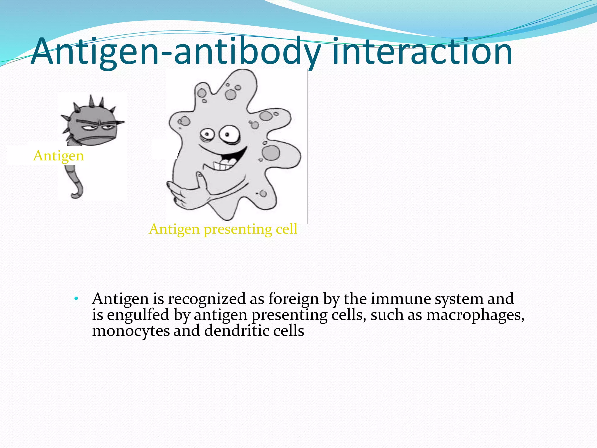  An
• Antigen is recognized as foreign by the immune system and
is engulfed by antigen presenting cells, such as macrophages,
monocytes and dendritic cells
Antigen presenting cell
Antigen
Antigen-antibody interaction
 