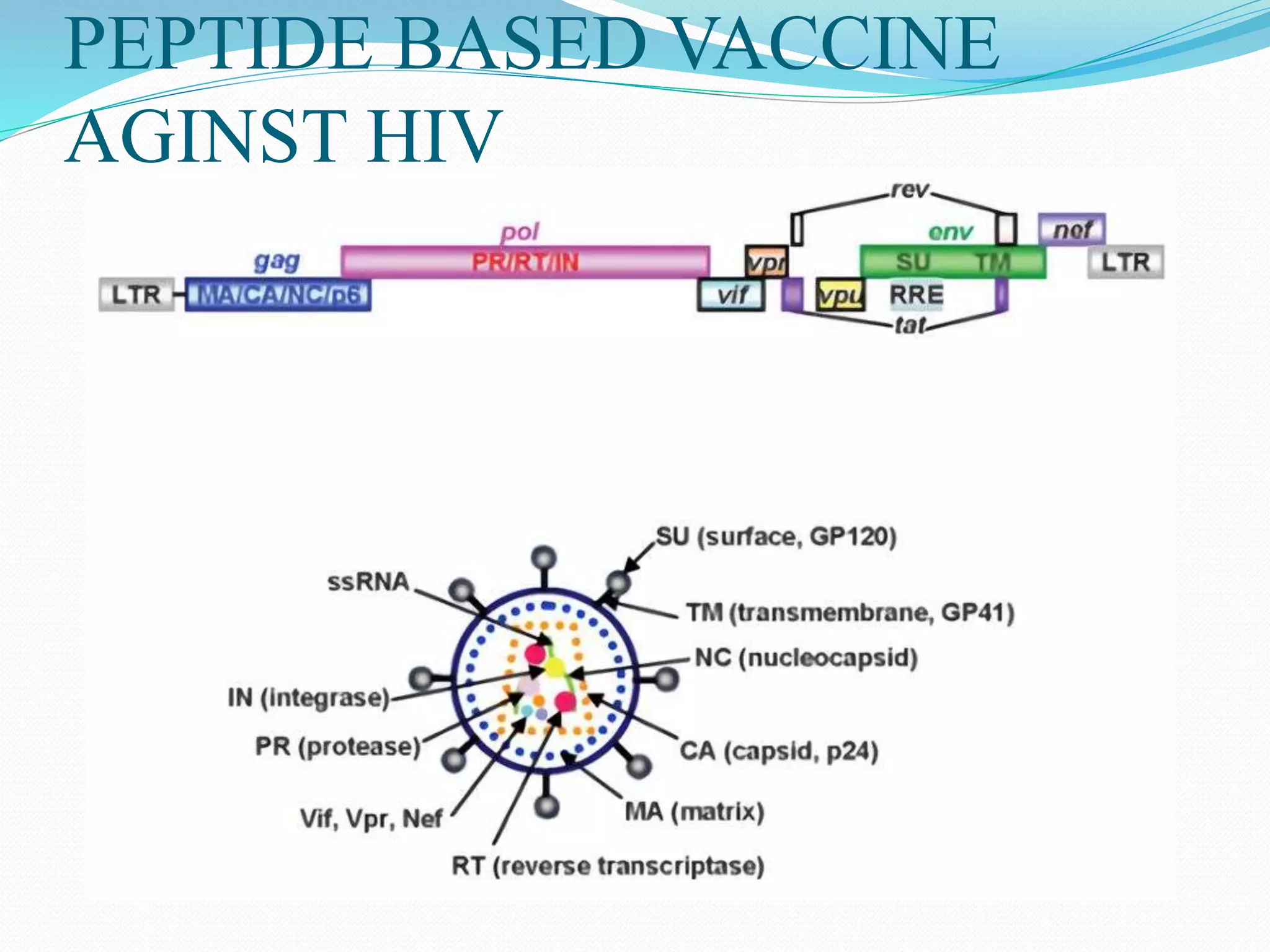 PEPTIDE BASED VACCINE
AGINST HIV
 