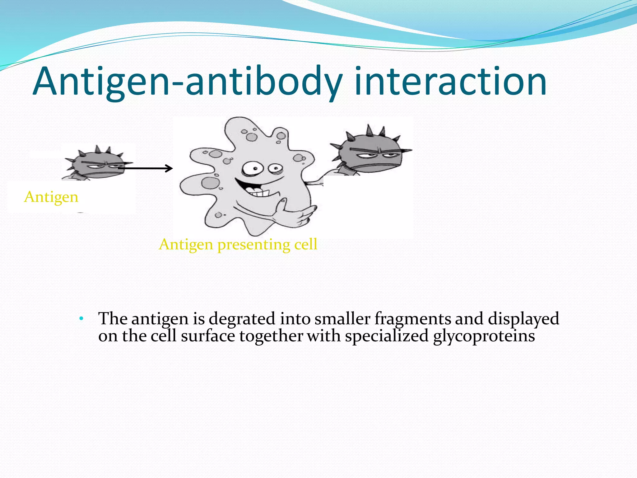Antigen-antibody interaction
• The antigen is degrated into smaller fragments and displayed
on the cell surface together with specialized glycoproteins
Antigen presenting cell
Antigen
 
