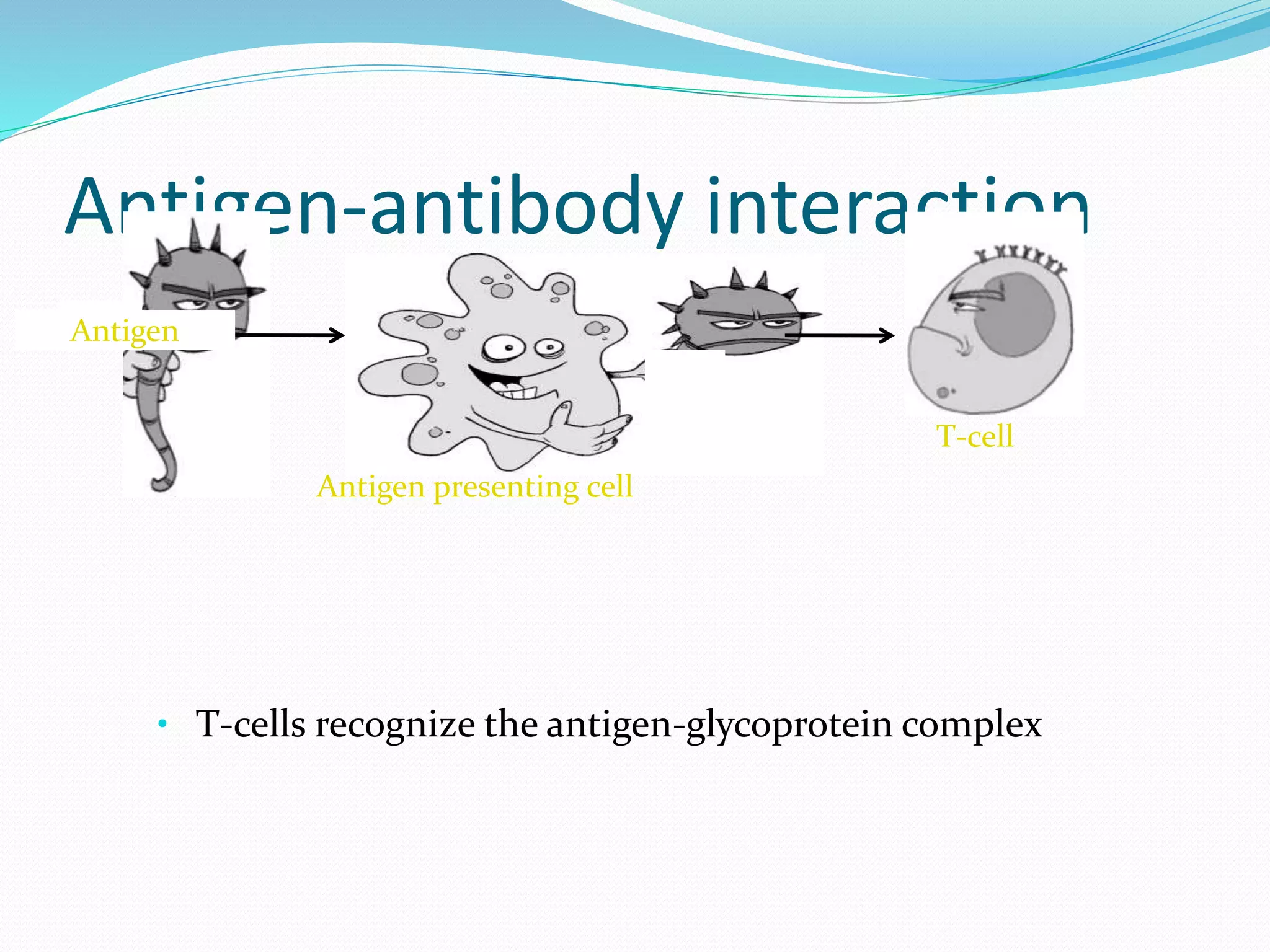 Antigen-antibody interaction
• T-cells recognize the antigen-glycoprotein complex
Antigen presenting cell
T-cell
Antigen
 