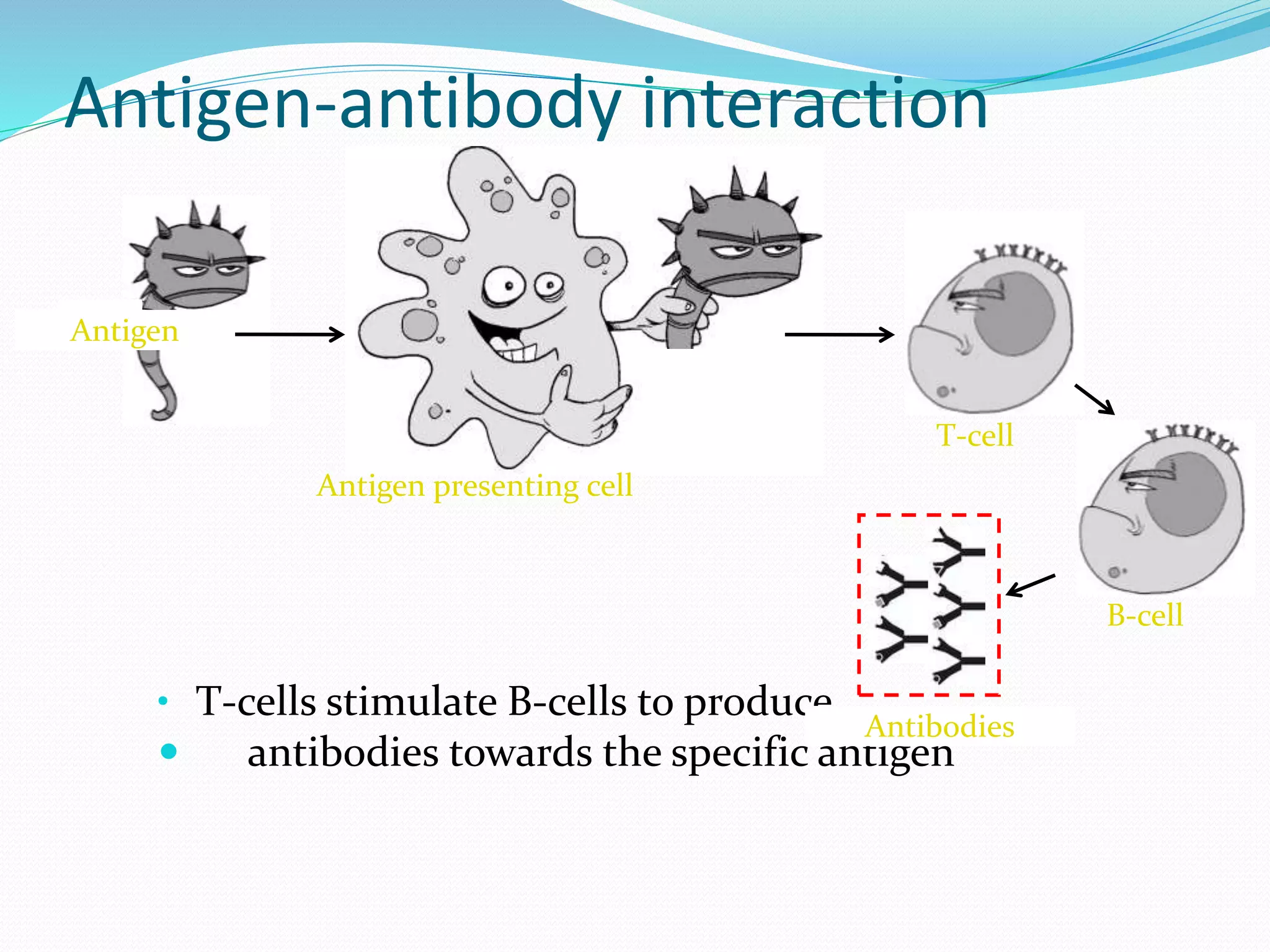 Antigen-antibody interaction
• T-cells stimulate B-cells to produce
 antibodies towards the specific antigen
Antigen presenting cell
T-cell
B-cell
Antibodies
Antigen
 