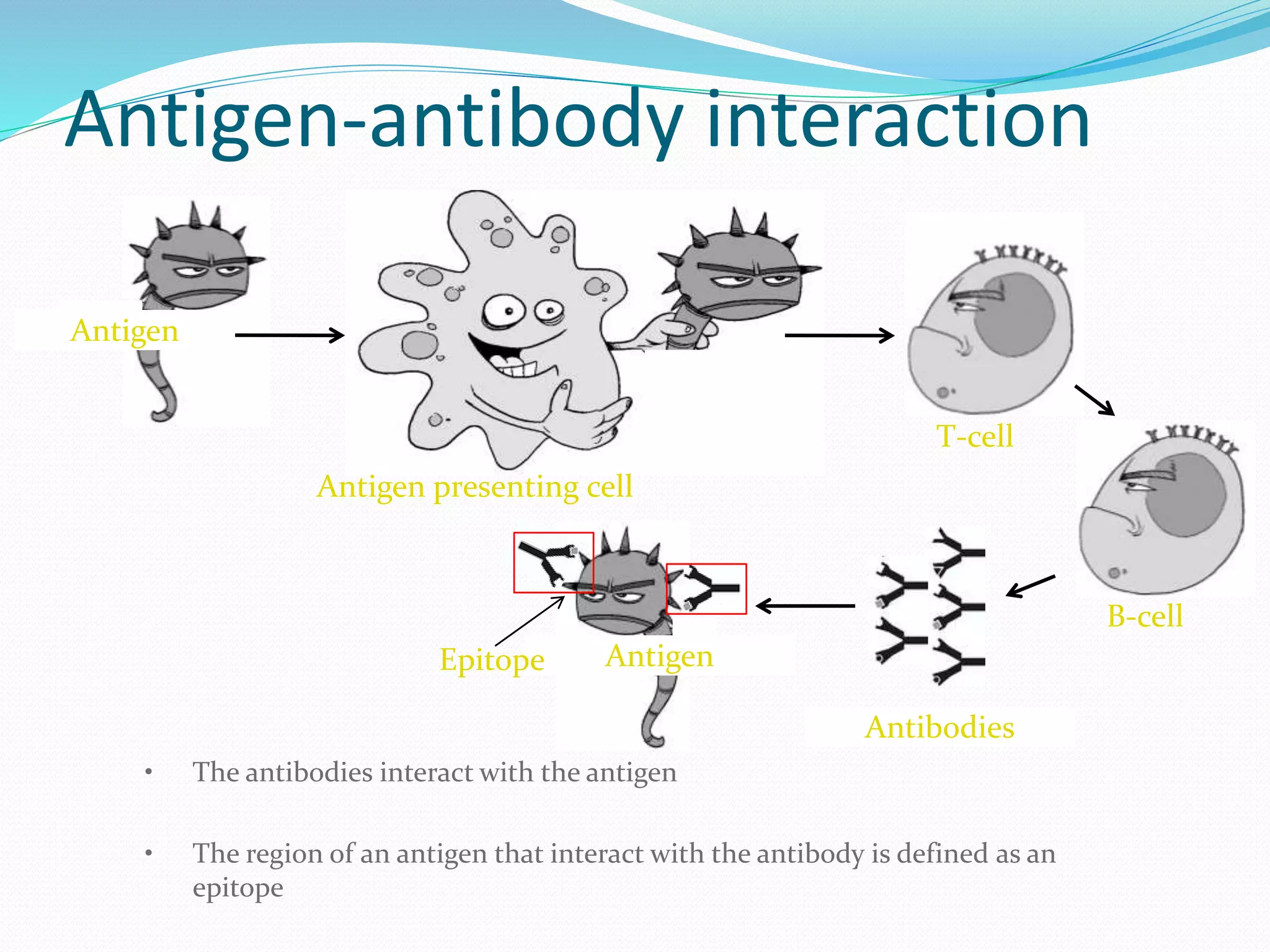 Antigen
Antigen presenting cell
Epitope
T-cell
B-cell
Antibodies
• The antibodies interact with the antigen
• The region of an antigen that interact with the antibody is defined as an
epitope
Antigen
Antigen-antibody interaction
 