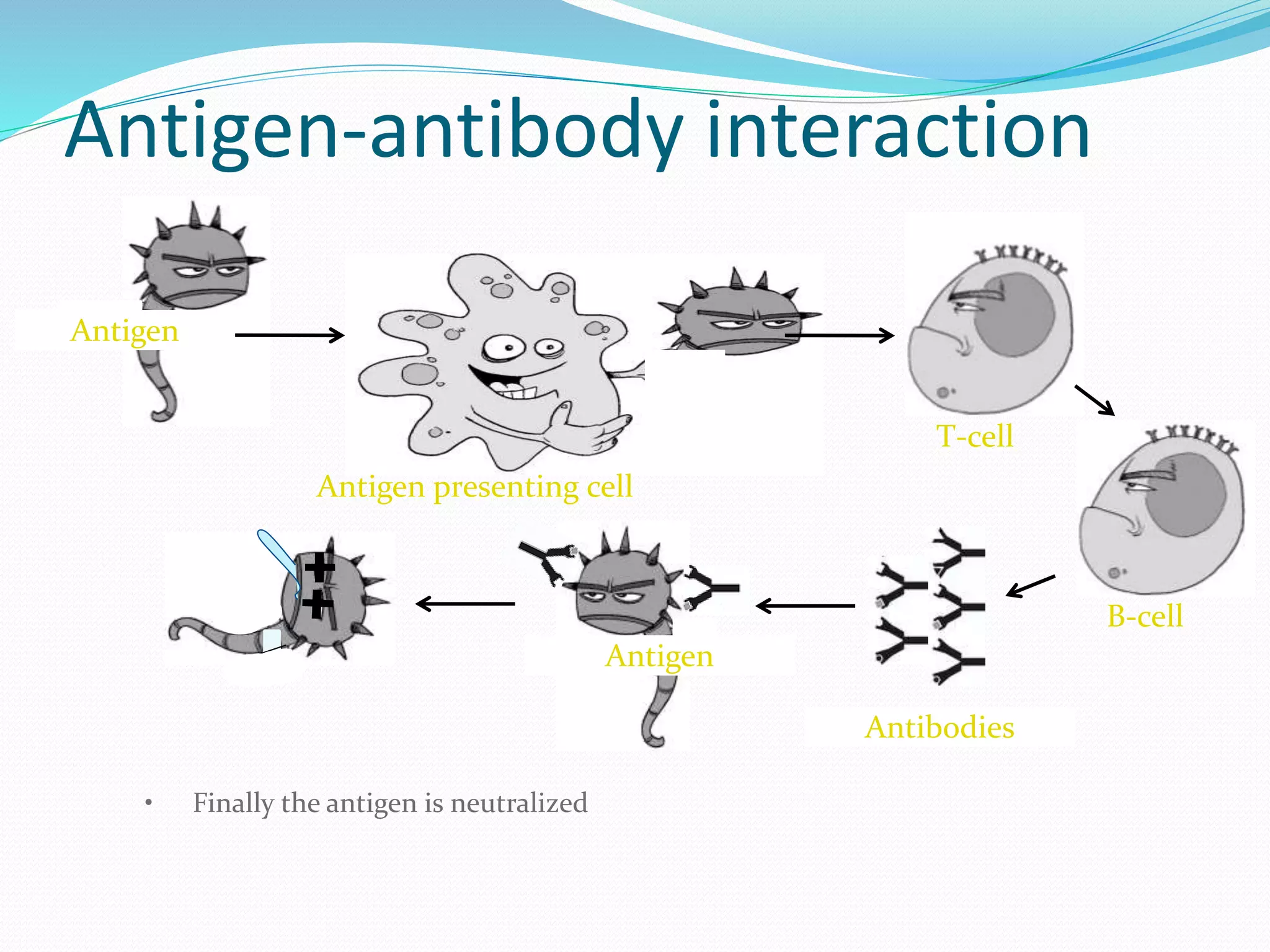 Antigen presenting cell
T-cell
B-cell
Antigen
Antibodies
• Finally the antigen is neutralized
Antigen
Antigen-antibody interaction
 