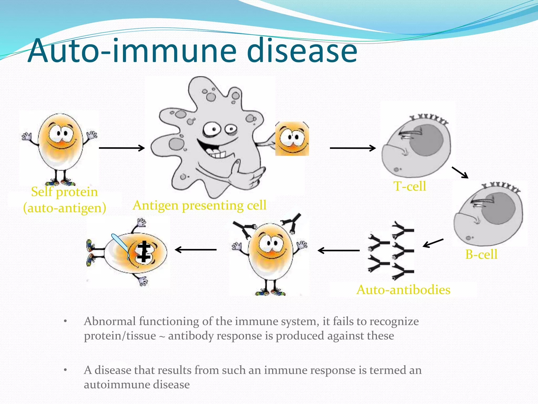 Antigen presenting cell
T-cellSelf protein
(auto-antigen)
B-cell
Auto-antibodies
• Abnormal functioning of the immune system, it fails to recognize
protein/tissue ~ antibody response is produced against these
• A disease that results from such an immune response is termed an
autoimmune disease
Auto-immune disease
 