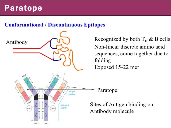 Epitope prediction and its algorithms