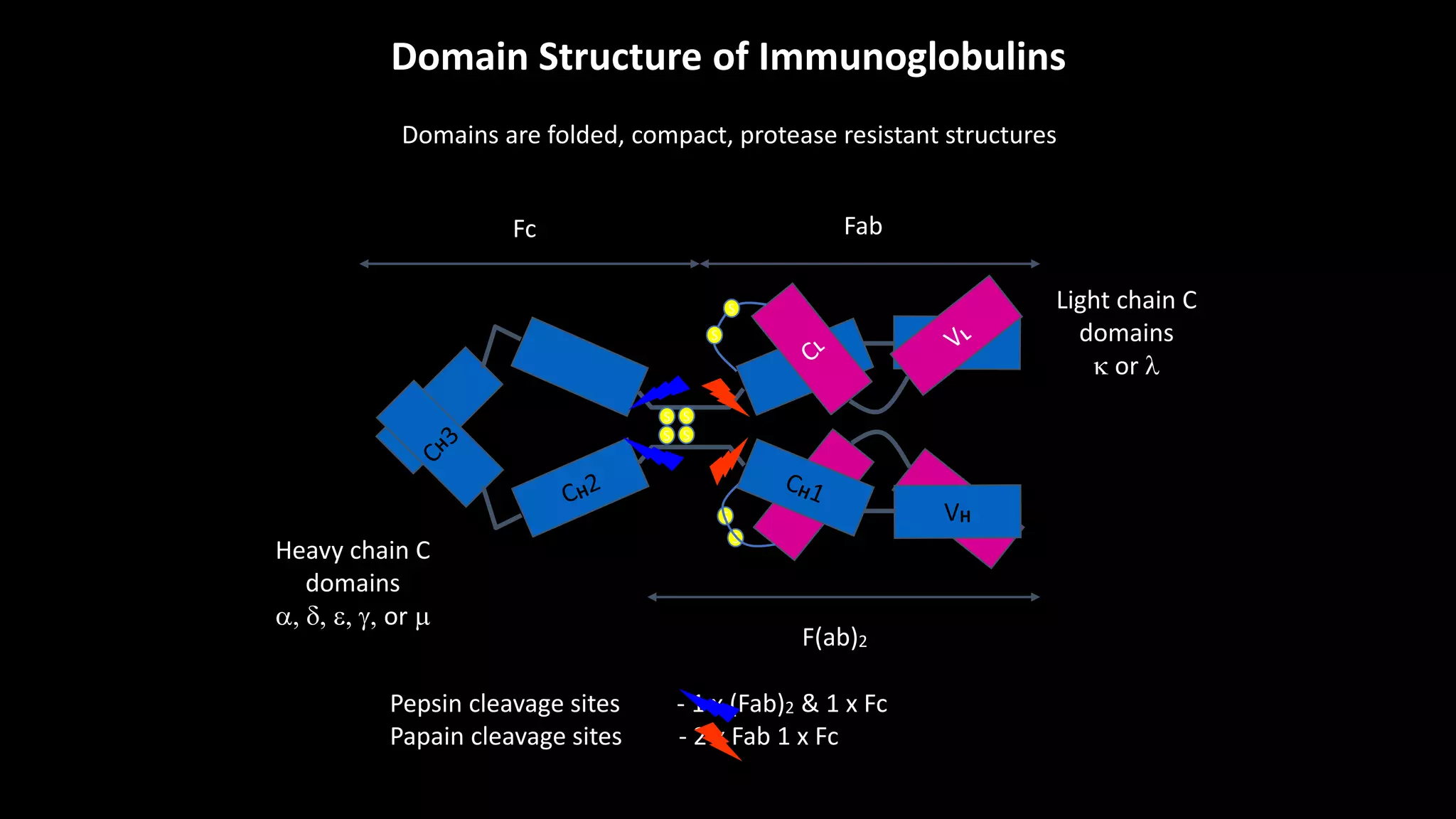 Epitopes and structure of antibodies.pptx