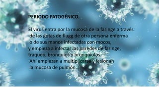 PERIODO PATOGÉNICO.
El virus entra por la mucosa de la faringe a través
de las gotas de flugg de otra persona enferma
o de sus manos infectadas con mocos,
y empieza a infectar las paredes de faringe,
traqueo, bronquios y bronquiolos.
Ahí empiezan a multiplicarse y lesionan
la mucosa de pulmón.
 