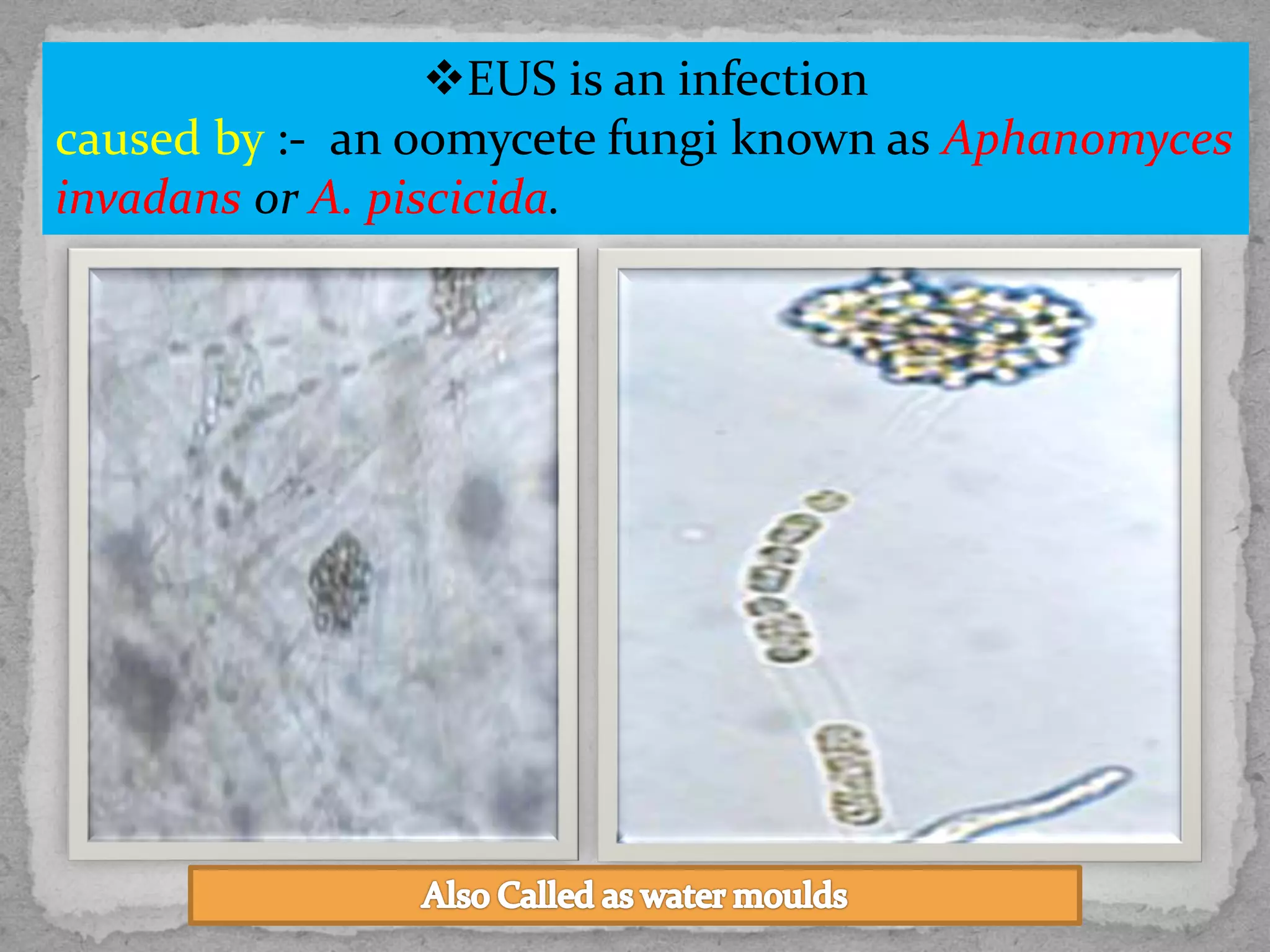 Epizootic Ulcerative Syndrome PPT