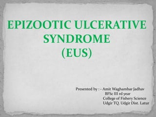 EPIZOOTIC ULCERATIVE
SYNDROME
(EUS)
Presented by : - Amit Waghambar Jadhav
BFSc III rd year
College of Fishery Science
Udgir TQ. Udgir Dist. Latur
 