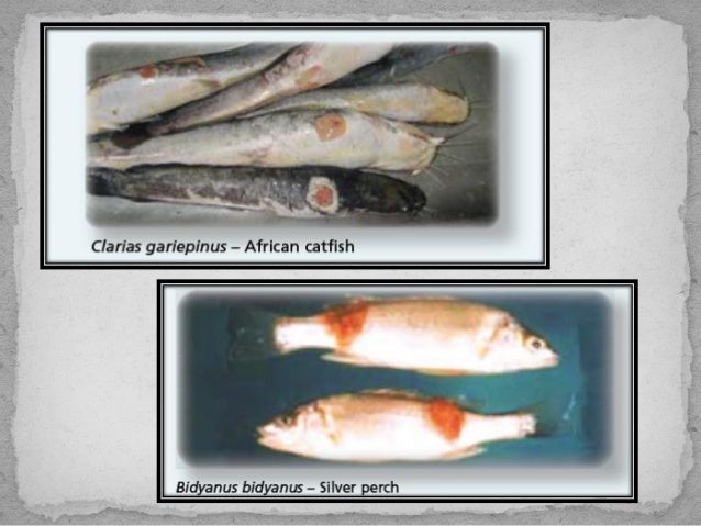 Epizootic Ulcerative Syndrome