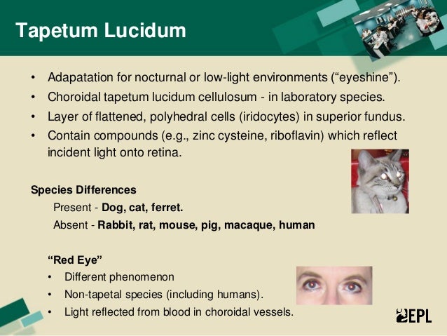 Epl Inc Comparative Anatomy Of The Eye