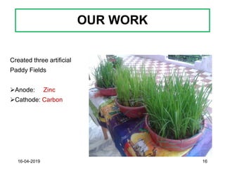OUR WORK
Created three artificial
Paddy Fields
➢Anode: Zinc
➢Cathode: Carbon
16-04-2019 16
 