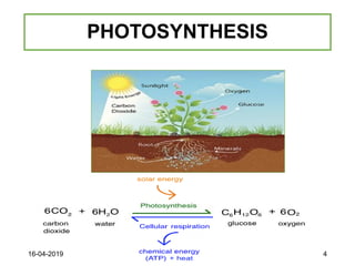 PHOTOSYNTHESIS
16-04-2019 4
 