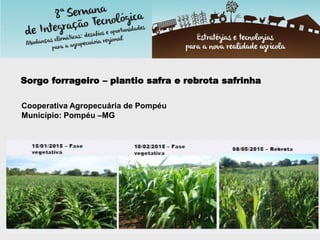 Cooperativa Agropecuária de Pompéu
Município: Pompéu –MG
Sorgo forrageiro – plantio safra e rebrota safrinha
 