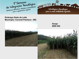 Embrapa Gado de Leite
Município: Coronel Pacheco - MG
Sorgo
BRS 655
 