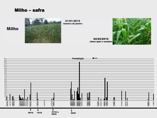 Milho – safra
05/12 13/12 31/12 a
03/01
23/01
 