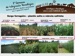 Sorgo forrageiro – plantio safra e rebrota safrinha
 