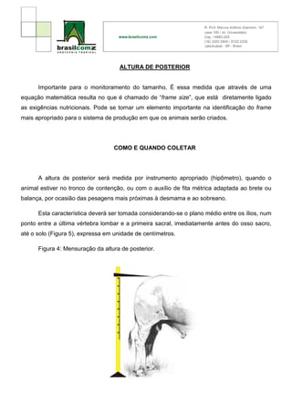 ALTURA DE POSTERIOR


      Importante para o monitoramento do tamanho. É essa medida que através de uma
equação matemática resulta no que é chamado de “frame size”, que está diretamente ligado
as exigências nutricionais. Pode se tornar um elemento importante na identificação do frame
mais apropriado para o sistema de produção em que os animais serão criados.




                                  COMO E QUANDO COLETAR




      A altura de posterior será medida por instrumento apropriado (hipômetro), quando o
animal estiver no tronco de contenção, ou com o auxílio de fita métrica adaptada ao brete ou
balança, por ocasião das pesagens mais próximas à desmama e ao sobreano.

      Esta característica deverá ser tomada considerando-se o plano médio entre os ílios, num
ponto entre a última vértebra lombar e a primeira sacral, imediatamente antes do osso sacro,
até o solo (Figura 5), expressa em unidade de centímetros.

      Figura 4: Mensuração da altura de posterior.
 