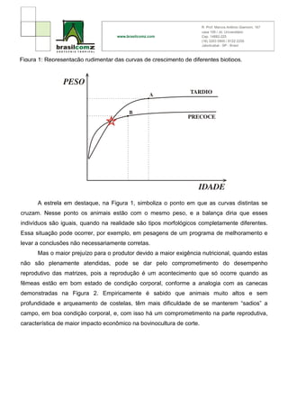 Figura 1: Representação rudimentar das curvas de crescimento de diferentes biotipos.




      A estrela em destaque, na Figura 1, simboliza o ponto em que as curvas distintas se
cruzam. Nesse ponto os animais estão com o mesmo peso, e a balança diria que esses
indivíduos são iguais, quando na realidade são tipos morfológicos completamente diferentes.
Essa situação pode ocorrer, por exemplo, em pesagens de um programa de melhoramento e
levar a conclusões não necessariamente corretas.
      Mas o maior prejuízo para o produtor devido a maior exigência nutricional, quando estas
não são plenamente atendidas, pode se dar pelo comprometimento do desempenho
reprodutivo das matrizes, pois a reprodução é um acontecimento que só ocorre quando as
fêmeas estão em bom estado de condição corporal, conforme a analogia com as canecas
demonstradas na Figura 2. Empiricamente é sabido que animais muito altos e sem
profundidade e arqueamento de costelas, têm mais dificuldade de se manterem “sadios” a
campo, em boa condição corporal, e, com isso há um comprometimento na parte reprodutiva,
característica de maior impacto econômico na bovinocultura de corte.
 