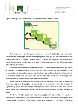 Figura 2: Analogia das canecas com a performance de uma matriz a campo.




          Com isso pode-se concluir que a seleção em bovinos de corte não deve ser pensada
exclusivamente na balança, mas sim na composição do peso, que é a resultante de músculos,
vísceras, ossos e tecido adiposo, e neste sentido as avaliações visuais por escores são uma
grande ferramenta de trabalho para se chegar a melhores proporções dos diferentes tecidos
(adaptado de ABCZ 1996).
          Características morfológicas permitem uma leitura crítica dos tipos biológicos que variam
de ultraprecoces a extremamente tardios, lembrando que extremos não são desejados. O que
se busca são animais equilibrados com o ambiente em que estão sendo criados. Assim, torna-
se evidente que não existe um biotipo mais eficiente para todos os sistemas de produção, mas
tipos morfológicos mais eficientes para diferentes ambientes.
          Outro importante aspecto a ser destacado com a utilização de escores de avaliações
visuais em programas de seleção, é a sustentação que as mesmas poderão dar as pistas de
julgamento, já que o “desenho” do tipo morfológico do animal campeão de pista deve coincidir
com o biotipo mais eficiente para a maioria dos sistemas de produção de carne adotados no
Brasil.
          Os dados coletados pelas avaliações visuais, após avaliação genética, irão resultar na
estimativa do valor genético (VG) de reprodutores e matrizes participantes do Programa. Este
trabalho é que irá gerar as DEPs, que por definição é a metade do VG. Essas DEPs serão
 