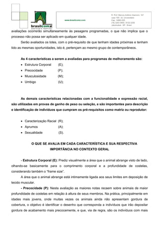 avaliações ocorrerão simultaneamente às pesagens programadas, o que não implica que o
processo não possa ser aplicado em qualquer idade.
      Serão avaliados os lotes, com o pré-requisito de que tenham idades próximas e tenham
tido as mesmas oportunidades, isto é, pertençam ao mesmo grupo de contemporâneos.


      As 4 características a serem a avaliadas para programas de melhoramento são:
      • Estrutura Corporal     (E);
      • Precocidade            (P);
      • Musculosidade          (M);
      • Umbigo                 (U);




      As demais características relacionadas com a funcionalidade e expressão racial,
são utilizadas em provas de ganho de peso ou seleção, e são importantes para descrição
e identificação de indivíduos que cumpram os pré-requisitos como matriz ou reprodutor:


      • Caracterização Racial (R);
      • Aprumos                (A);
      • Sexualidade             (S).


             O QUE SE AVALIA EM CADA CARACTERÍSTICA E SUA RESPECTIVA
                          IMPORTÂNCIA NO CONTEXTO GERAL


      - Estrutura Corporal (E): Prediz visualmente a área que o animal abrange visto de lado,
olhando-se basicamente para o comprimento corporal e a profundidade de costelas,
considerando também o “frame size”.
      A área que o animal abrange está intimamente ligada aos seus limites em deposição de
tecido muscular.
      - Precocidade (P): Nesta avaliação as maiores notas recaem sobre animais de maior
profundidade de costelas em relação à altura de seus membros. Na prática, principalmente em
idades mais jovens, onde muitas vezes os animais ainda não apresentam gordura de
cobertura, o objetivo é identificar o desenho que corresponda a indivíduos que irão depositar
gordura de acabamento mais precocemente, e que, via de regra, são os indivíduos com mais
 