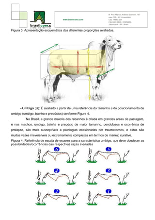 Figura 3: Apresentação esquemática das diferentes proporções avaliadas.




      - Umbigo (U): É avaliado a partir de uma referência do tamanho e do posicionamento do
umbigo (umbigo, bainha e prepúcios) conforme Figura 4.
          No Brasil, a grande maioria dos rebanhos é criada em grandes áreas de pastagem,
e nos machos, umbigo, bainha e prepúcio de maior tamanho, pendulosos e ocorrência de
prolapso, são mais susceptíveis a patologias ocasionadas por traumatismos, e estas são
muitas vezes irreversíveis ou extremamente complexas em termos de manejo curativo.
Figura 4: Referência de escala de escores para a característica umbigo, que deve obedecer as
possibilidades/ocorrências das respectivas raças avaliadas
 
