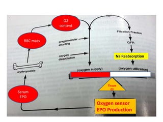 Oxygen sensor 
EPO Production 
O2 
content 
RBC mass 
Serum 
EPO 
Na Reabsorption 
Tissue 
02 
 