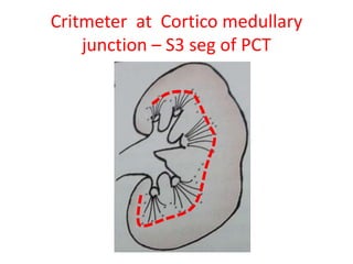 Critmeter at Cortico medullary 
junction – S3 seg of PCT 
 
