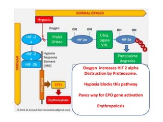 Prolyl 
OHase 
Ubiq. 
Ligase 
VHL 
Proteosome 
degrades 
Hypoxia 
EPO 
HIF -2 
a 
HIF -2 
a 
HIF -2b 
Oxygen increases HIF 2 alpha 
Destruction by Proteosome. 
Hypoxia blocks this pathway 
Paves way for EPO gene activation 
Erythropoiesis 
 