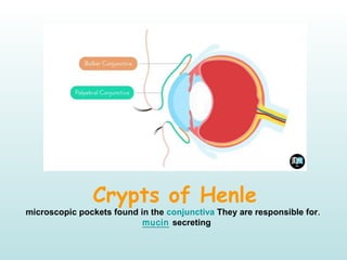 Crypts of Henle
.microscopic pockets found in the conjunctiva They are responsible for
secreting mucin
 
