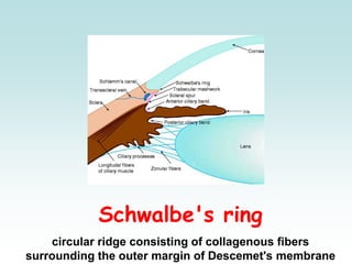 Schwalbe's ring
circular ridge consisting of collagenous fibers
surrounding the outer margin of Descemet's membrane
 