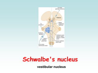 Schwalbe's nucleus
vestibular nucleus
 