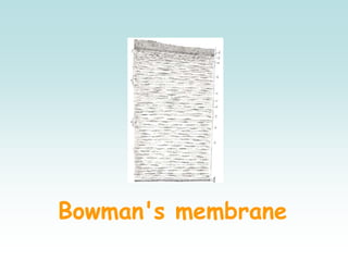 Bowman's membrane
 