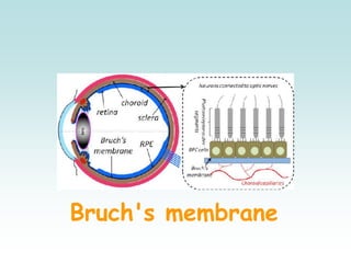 Bruch's membrane
 