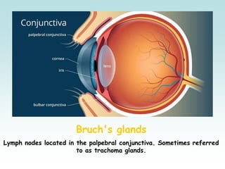 Bruch's glands
Lymph nodes located in the palpebral conjunctiva. Sometimes referred
to as trachoma glands.
 