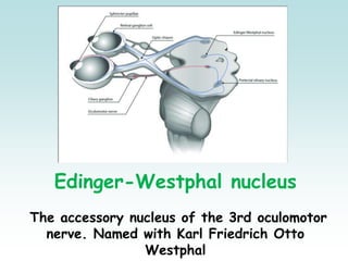 Edinger-Westphal nucleus
The accessory nucleus of the 3rd oculomotor
nerve. Named with Karl Friedrich Otto
Westphal
 