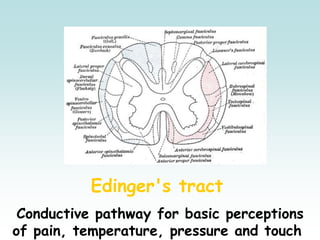Edinger's tract
Conductive pathway for basic perceptions
of pain, temperature, pressure and touch
 