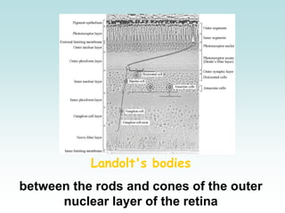 Landolt's bodies
between the rods and cones of the outer
nuclear layer of the retina
 
