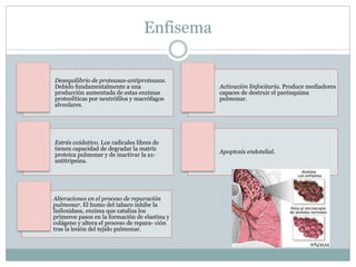Enfisema
Desequilibrio de proteasas-antiproteasas.
Debido fundamentalmente a una
producción aumentada de estas enzimas
proteolíticas por neutrófilos y macrófagos
alveolares.
Activación linfocitaria. Produce mediadores
capaces de destruir el parénquima
pulmonar.
Estrés oxidativo. Los radicales libres de
tienen capacidad de degradar la matriz
proteica pulmonar y de inactivar la a1-
antitripsina.
Apoptosis endotelial.
Alteraciones en el proceso de reparación
pulmonar. El humo del tabaco inhibe la
lisiloxidasa, enzima que cataliza los
primeros pasos en la formación de elastina y
colágeno y altera el proceso de repara- ción
tras la lesión del tejido pulmonar.
 