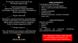 El alergeno, unido a la fracción Fc del
anticuerpo reagínico IgE,
Tejido broncopulmonar
mastocitos, eosinófilos, células epiteliales,
macrófagos, linfocitos T activados, fibroblastos y
células endoteliales
Origina liberación
Mediadores químicos (histamina, prostaglandinas,
triptasa, leucotrienos, IL4, serotonina, proteína
básica mayor, proteína catiónica, citoquinas,
factor activador plaquetario [PAF])
Actúan sobre el
Tono del músculo liso bronquial, la permeabilidad
vascular, la actividad neuronal y la secreción de
mucus.
CRISIS DE ASMA
ASMA EXTRINSECA
Los alérgenos más frecuentes:
• Polvo del hogar o de otros lugares
• Pelos y caspa de animales domésticos
• Pólenes
• Hongos ambientales
• Medicamentos
• Alimentos (pescados, mariscos, chocolate,
huevo, etc.).
ASMA INTRÍNSECA
Infección respiratoria
• Bronquitis
• Rinitis
• Sinusitis
que producen las sustancias alergénicas
provocadoras del cuadro asmático.
Las infecciones virales, sobre todo las
provocadas por rinovirus y por
influenza, tienen mayor importancia.
 