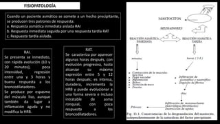 Cuando un paciente asmático se somete a un hecho precipitante,
se producen tres patrones de respuesta:
a. Respuesta asmática inmediata aislada RAI
b. Respuesta inmediata seguida por una respuesta tardía RAT
c. Respuesta tardía aislada.
FISIOPATOLOGÍA
RAI.
Se presenta se inmediato,
con rápida evolución (10 y
20 minutos), poca
intensidad, regresión
entre una y 3 horas y
buena respuesta a los
broncodilatadores.
Se produce por espasmo
del músculo liso, aunque
también da lugar a
inflamación aguda y no
modifica la HRB.
RAT.
Se caracteriza por aparecer
algunas horas después, con
evolución progresiva, hasta
alcanzar su máxima
expresión entre 5 y 12
horas después; es intensa,
duradera, incrementa la
HRB y puede evolucionar a
una forma severa e incluso
intratable de asma
ronquial, con poca
respuesta a los
broncodilatadores.
 