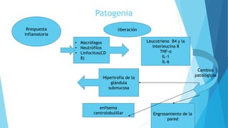Patogenia
• Macrófagos
• Neutrófilos
• Linfocitos(CD
8)
Rrespuesta
inflamatoria
Leucotrieno B4 y la
interleucina 8
TNF-α
IL-1
IL-6
liberación
Cambios
patológicos
Hipertrofia de la
glándula
submucosa
enfisema
centrolobulillar Engrosamiento de la
pared
 