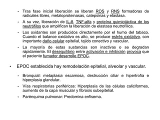 - Tras fase inicial liberación se liberan ROS y RNS formadoras de
      radicales libres, metaloproteinasas, catepsinas y elastasa.
    - A su vez, liberación de IL-8, TNF-alfa y proteína quimiotáctica de los
      neutrófilos que amplifican la liberación de elastasa neutrofílica.
    - Los oxidantes son producidos directamente por el humo del tabaco.
      Cuando el balance oxidativo es alto, se produce estrés oxidativo, con
      importante daño celular epitelial, tejido conectivo y vascular.
    - La mayoría de estas sustancias son inactivas o se degradan
      rápidamente. El desequilibrio entre activación e inhibición provoca que
      el paciente fumador desarrolle EPOC.

•   EPOC establecida hay remodelación epitelial, alveolar y vascular.

    - Bronquial: metaplasia escamosa, destrucción ciliar e hipertrofia e
      hiperplasia glandular.
    - Vías respiratorias periféricas: Hiperplasia de las células caliciformes,
      aumento de la capa muscular y fibrosis subepitelial.
    - Parénquima pulmonar: Predomina enfisema.
 