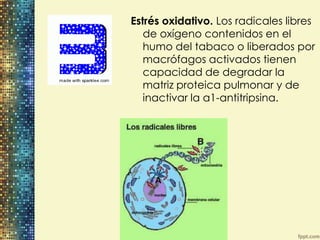 Estrés oxidativo. Los radicales libres
   de oxígeno contenidos en el
   humo del tabaco o liberados por
   macrófagos activados tienen
   capacidad de degradar la
   matriz proteica pulmonar y de
   inactivar la a1-antitripsina.
 