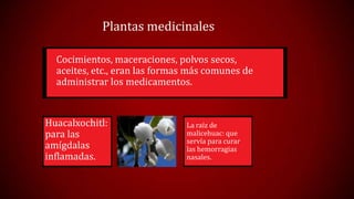 Plantas medicinales
Cocimientos, maceraciones, polvos secos,
aceites, etc., eran las formas más comunes de
administrar los medicamentos.

Huacalxochitl:
para las
amígdalas
inflamadas.

La raíz de
malicehuac: que
servía para curar
las hemorragias
nasales.

 