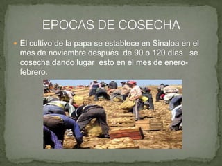  El cultivo de la papa se establece en Sinaloa en el

mes de noviembre después de 90 o 120 días se
cosecha dando lugar esto en el mes de enerofebrero.

 