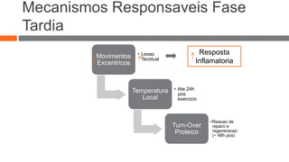 Mecanismos Responsaveis Fase 
Tardia 
Resposta 
Inflamatoria 
Movimentos 
Excentricos 
• Lesao 
Tecidual 
Temperatura 
Local 
• Ate 24h 
pos 
exercicio 
Turn-Over 
Proteico 
•Reacao de 
reparo e 
regeneracao 
(~ 48h pos) 
 