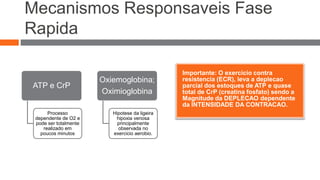 Mecanismos Responsaveis Fase 
Rapida 
Importante: O exercicio contra 
resistencia (ECR), leva a deplecao 
parcial dos estoques de ATP e quase 
total de CrP (creatina fosfato) sendo a 
Magnitude da DEPLECAO dependente 
da INTENSIDADE DA CONTRACAO. 
ATP e CrP 
Processo 
dependente de O2 e 
pode ser totalmente 
realizado em 
poucos minutos 
Oxiemoglobina; 
Oximioglobina 
Hipotese da ligeira 
hipoxia venosa 
principalmente 
observada no 
exercicio aerobio. 
 
