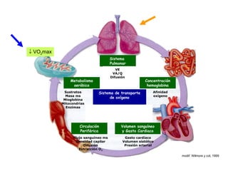 Sistema de transporte
de oxígeno
Sistema
Pulmonar
Concentración
hemoglobina
Afinidad
oxígeno
Volumen sanguíneo
y Gasto Cardiaco
Gasto cardiaco
Volumen sistólico
Presión arterial
Circulación
Periférica
Flujo sanguineo ms
Densidad capilar
Difusión
Extracción O2
Metabolismo
aeróbico
Sustratos
Masa ms
Mioglobina
Mitocondrias
Enzimas
modif. Wilmore y col, 1999
VE
VA/Q
Difusión
↓ VO2max
 